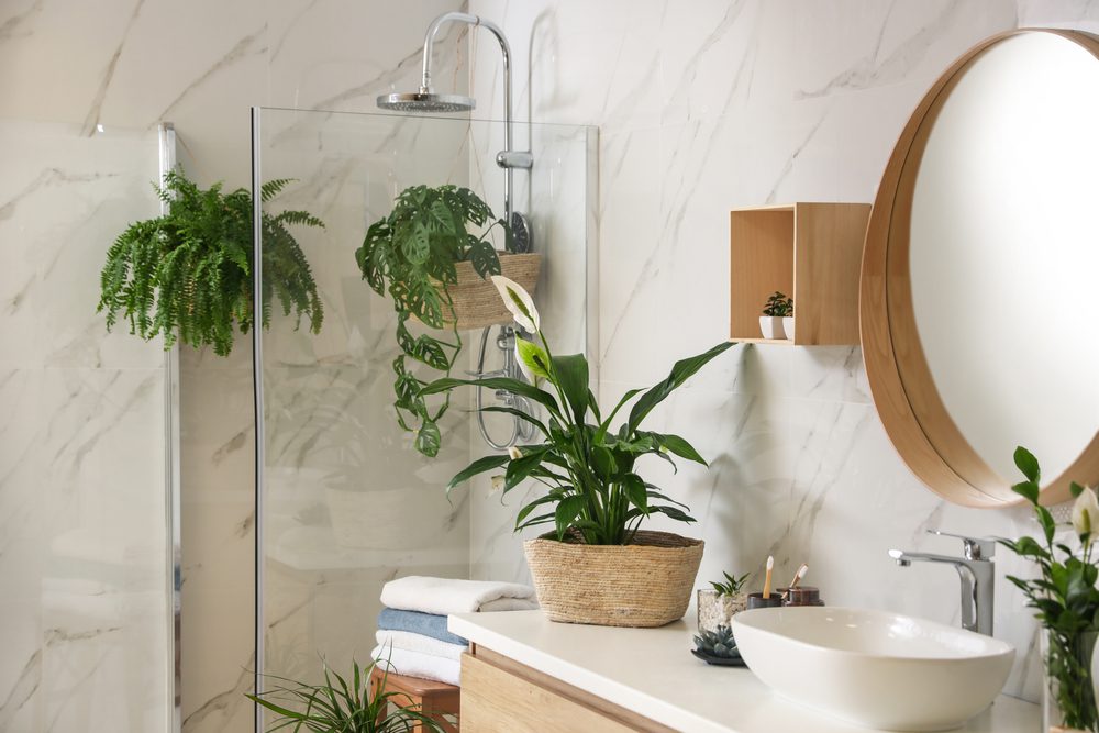 plant bathroom