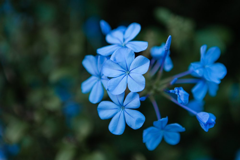 plants, garden