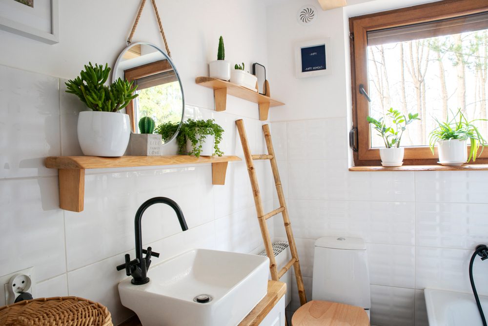bathroom plant