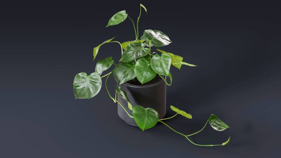 bathroom plants
