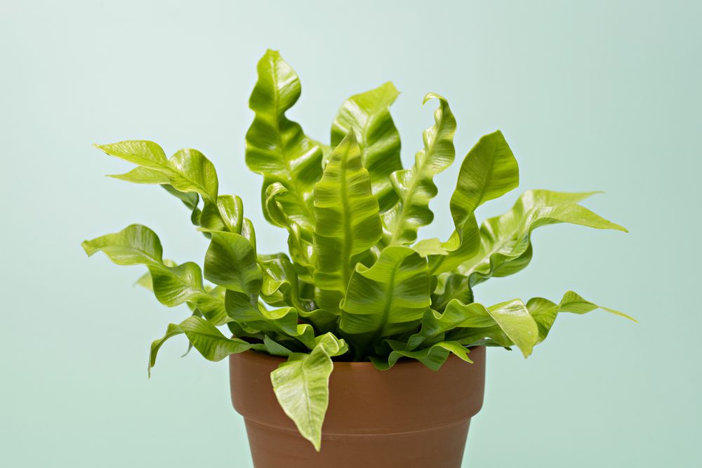 bathroom plants