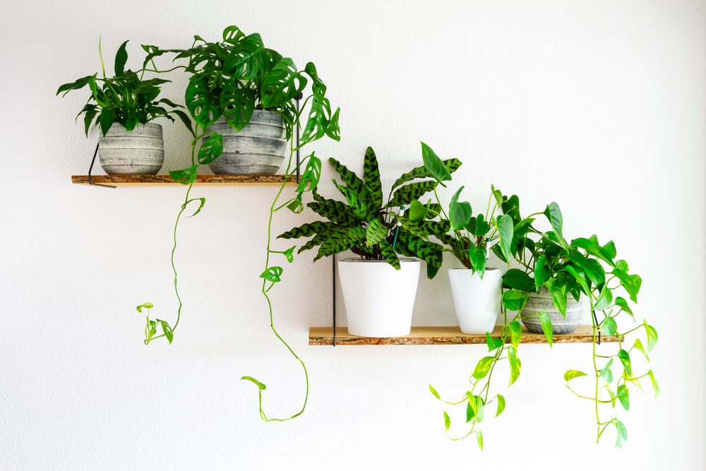 plants