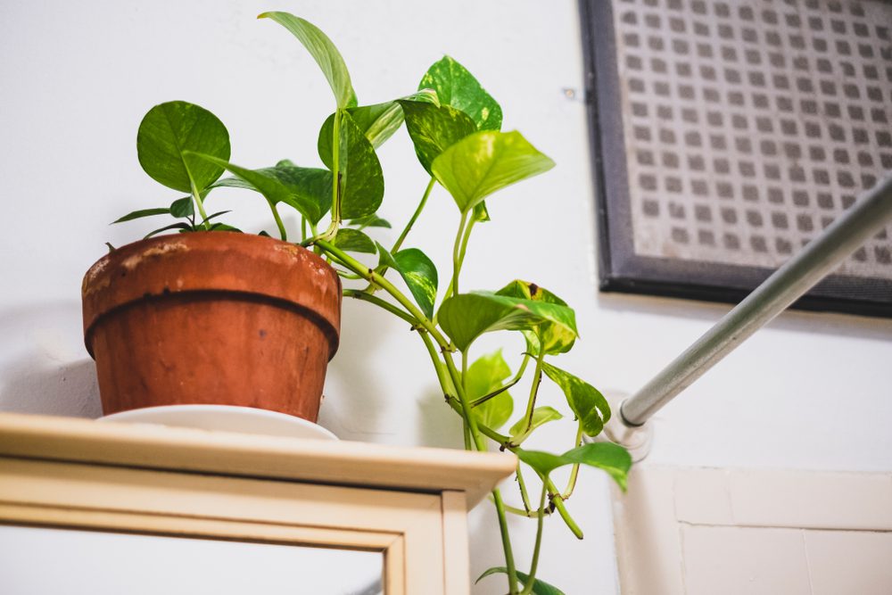 bathroom plants