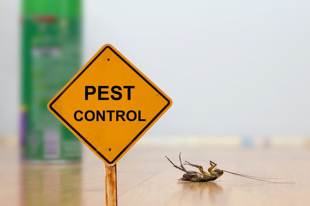 signs of pest infestation