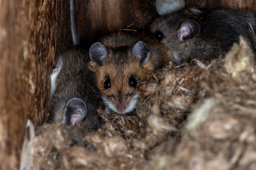 pest nest