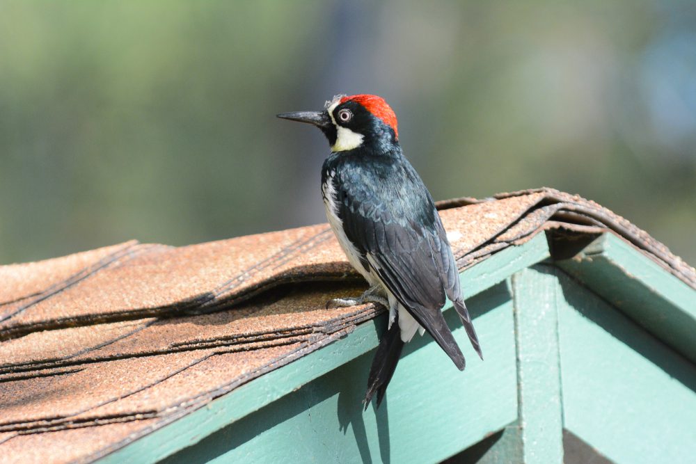 woodpecker