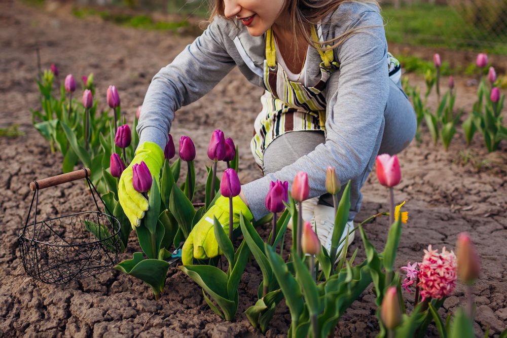 spring garden