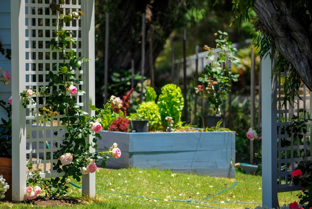 trellis