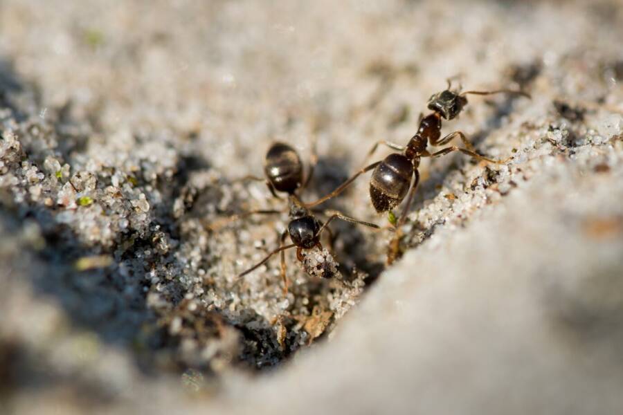 Things that Attract Termites
