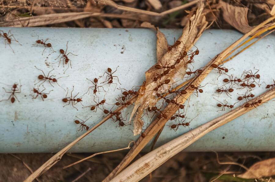 Things that Attract Termites